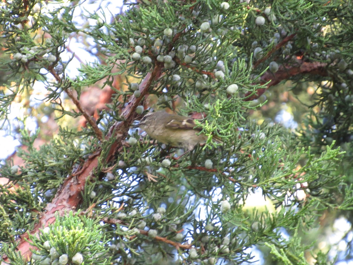 Golden-crowned Kinglet - ML609571709