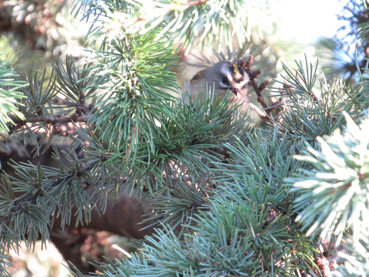 Golden-crowned Kinglet - ML609571717