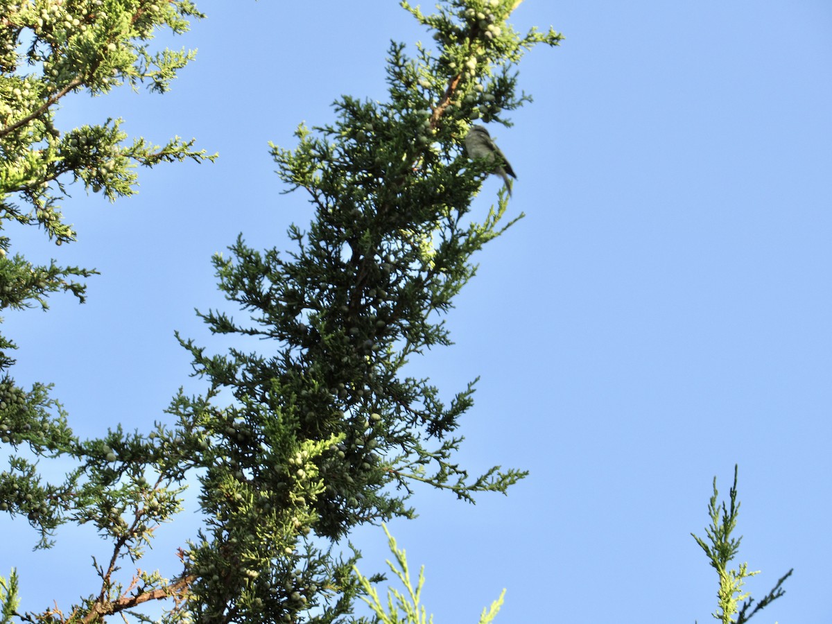 Golden-crowned Kinglet - ML609571727