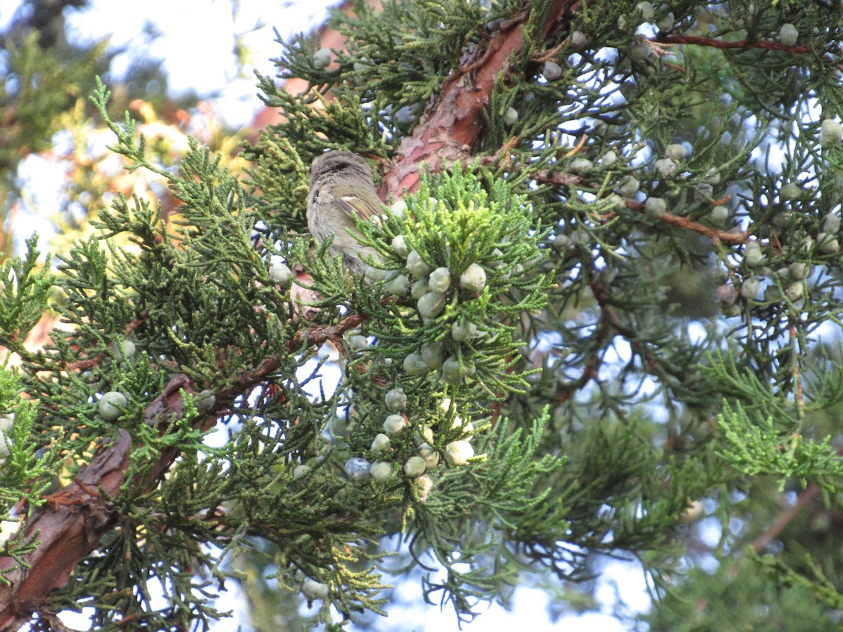Golden-crowned Kinglet - ML609571729