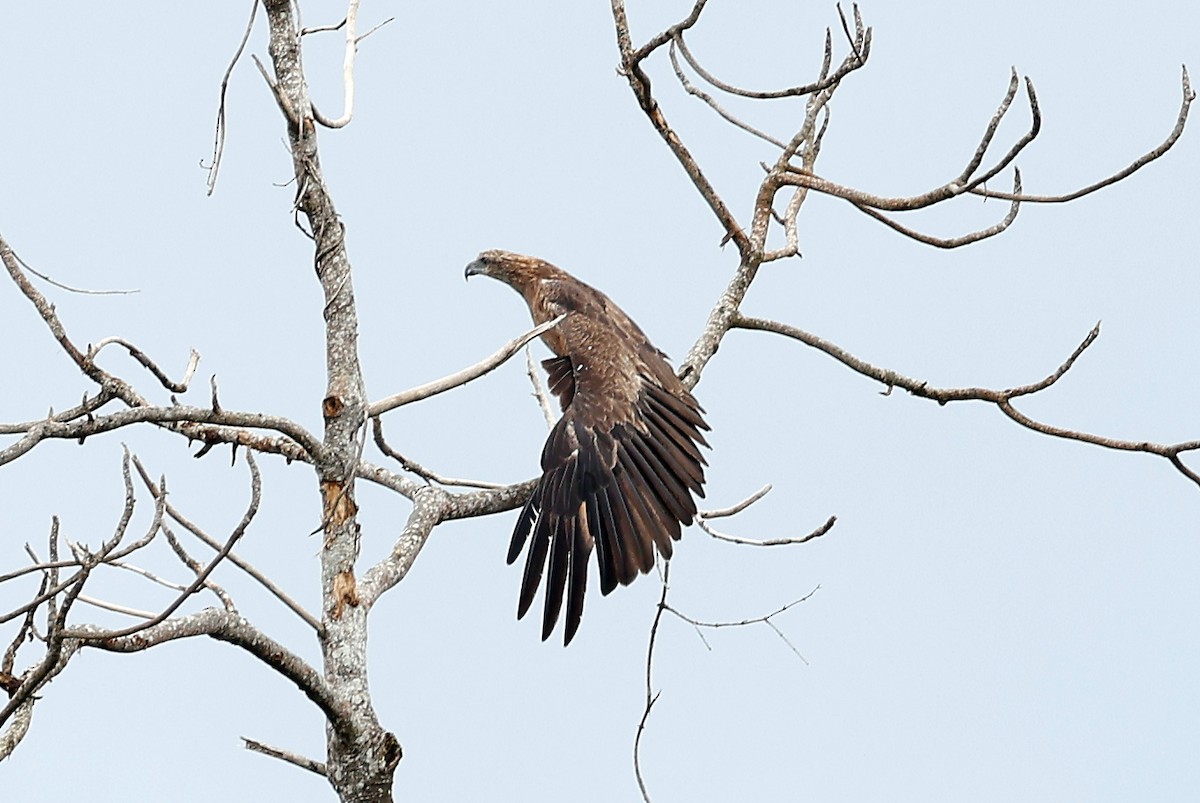 Sanford's Sea-Eagle - ML609571735