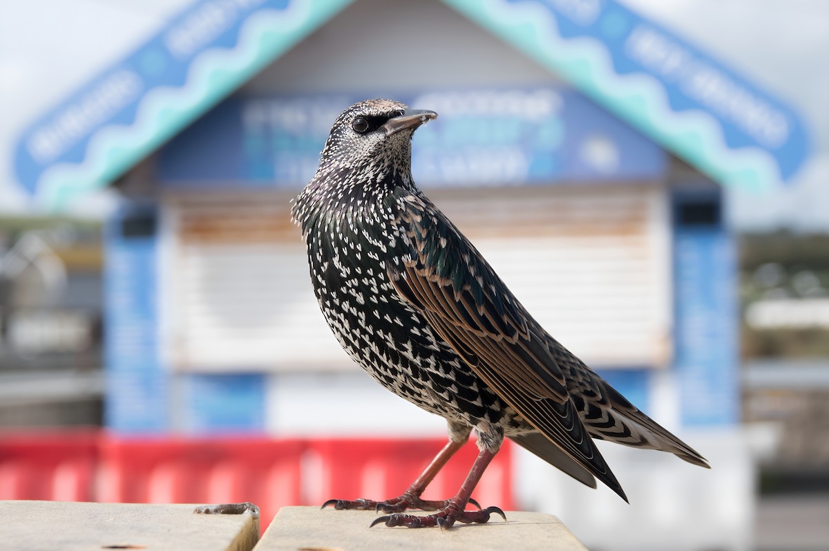 European Starling - ML609571756