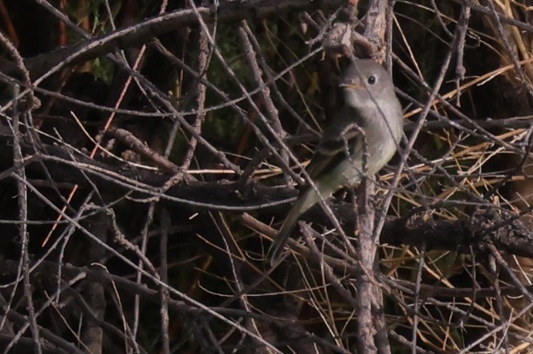 Gray/Dusky Flycatcher - ML609571787