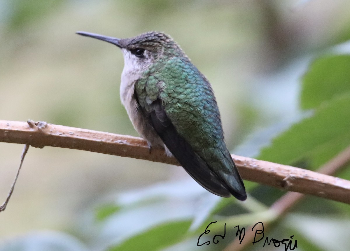 Ruby-throated Hummingbird - Ed M. Brogie