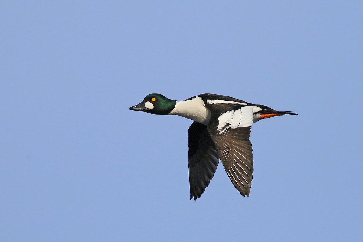 Common Goldeneye - ML609571805