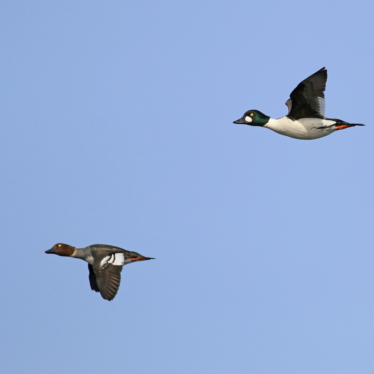 Common Goldeneye - ML609571806