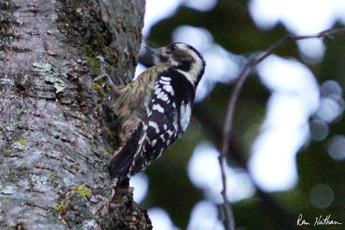 Gray-capped Pygmy Woodpecker - ML609571823