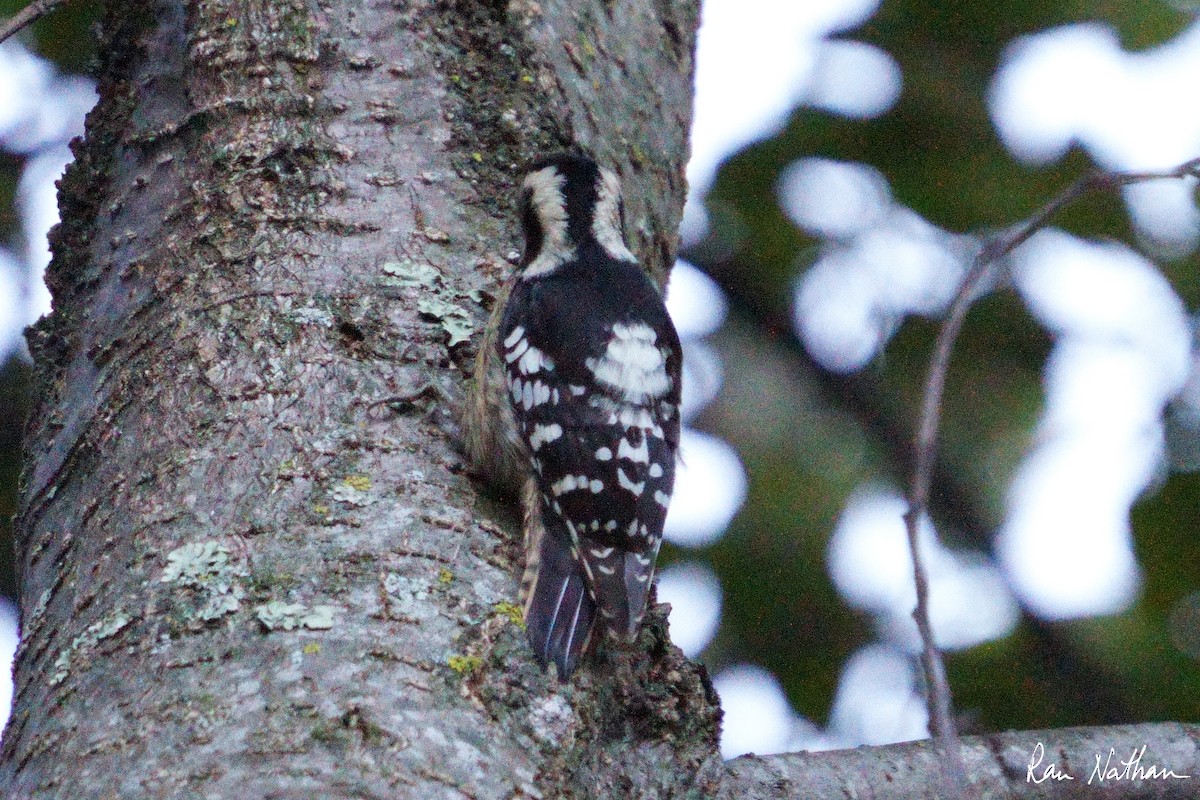 Gray-capped Pygmy Woodpecker - ML609571825