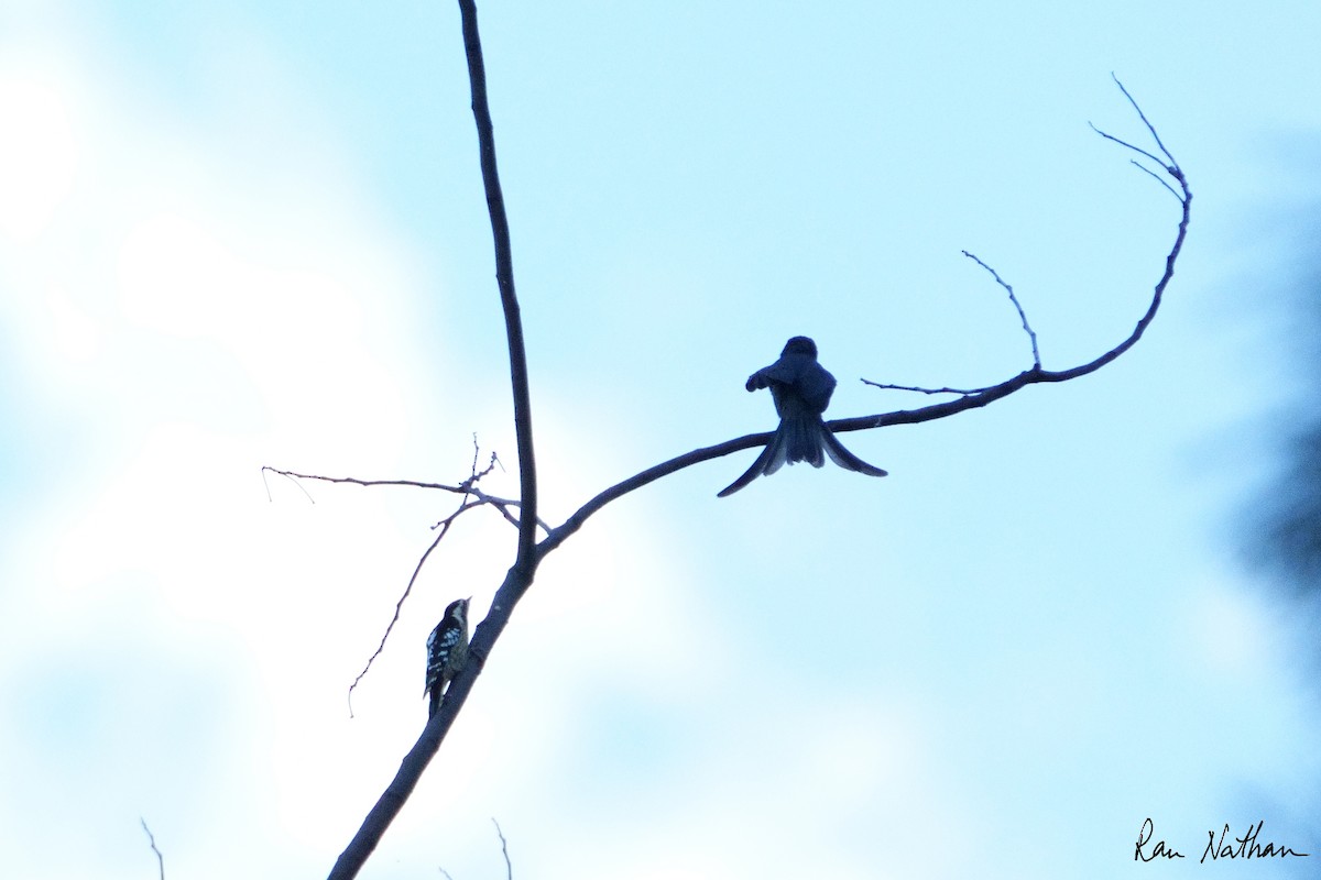 Gray-capped Pygmy Woodpecker - ML609571835