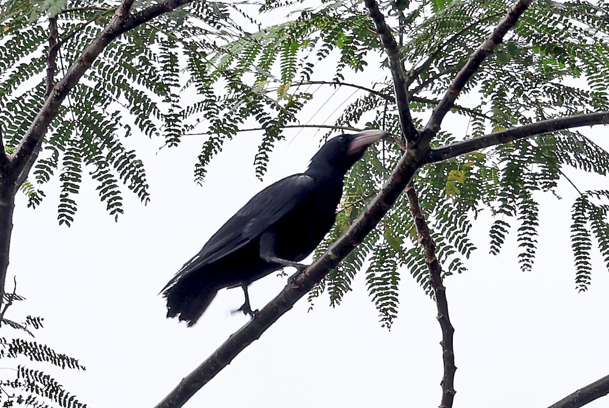 Guadalcanal Crow - ML609571951