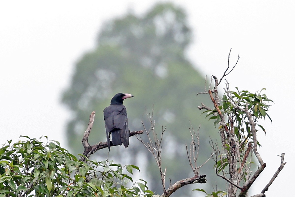 Guadalcanal Crow - ML609571958