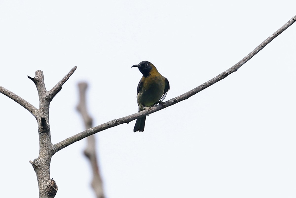 Black-headed Myzomela - ML609571979