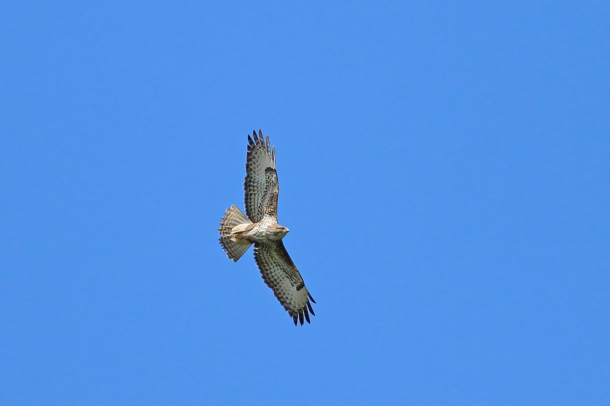 Common Buzzard - ML609571994