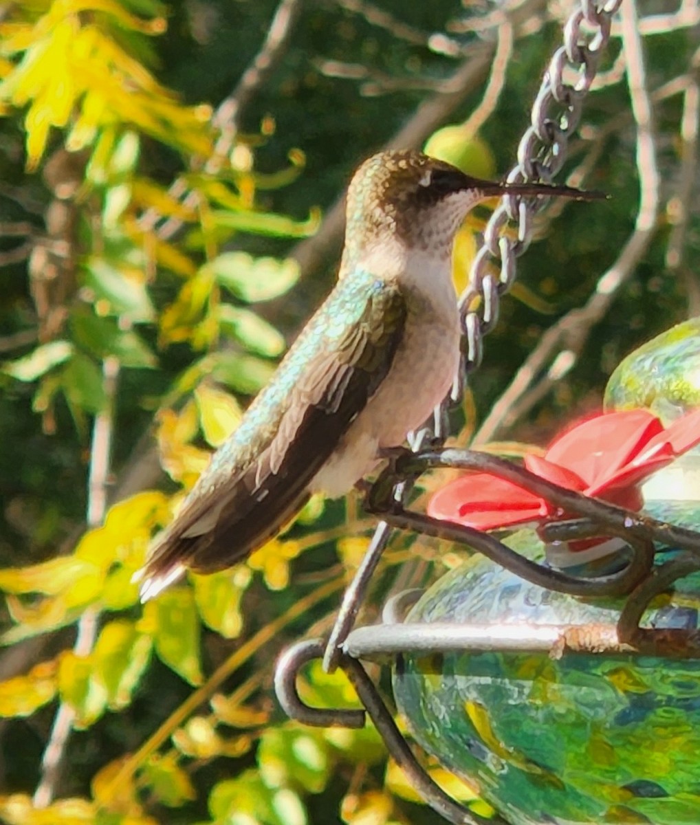 Ruby-throated Hummingbird - ML609572098