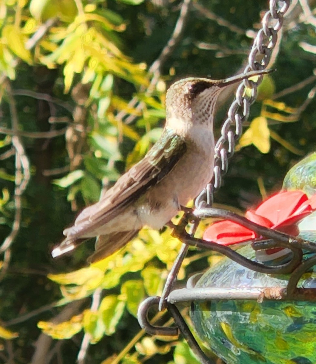 Ruby-throated Hummingbird - ML609572099