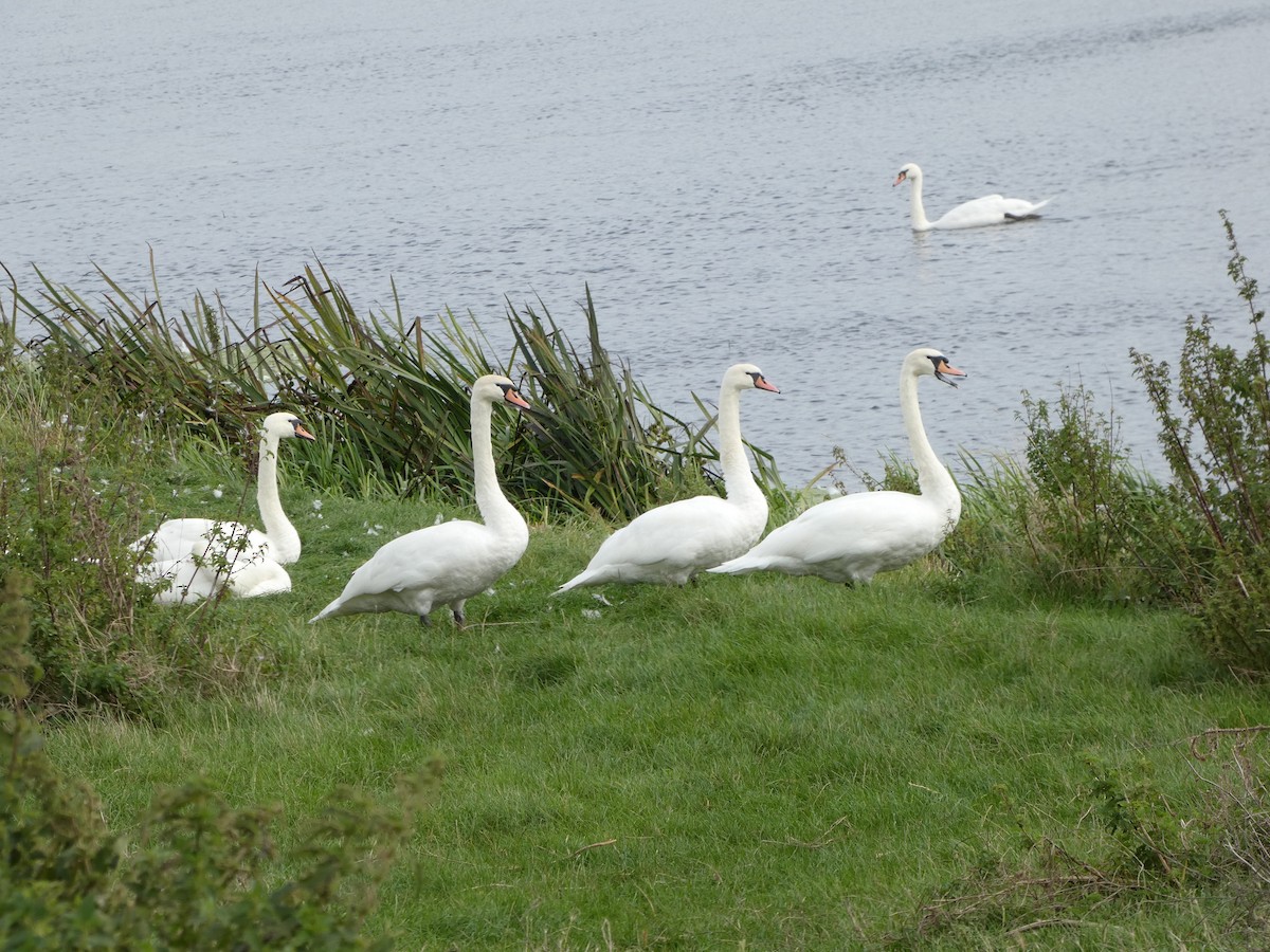 Mute Swan - ML609572161