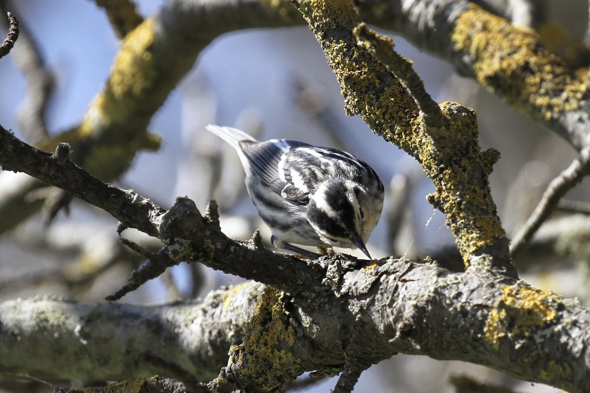 Black-and-white Warbler - ML609572199