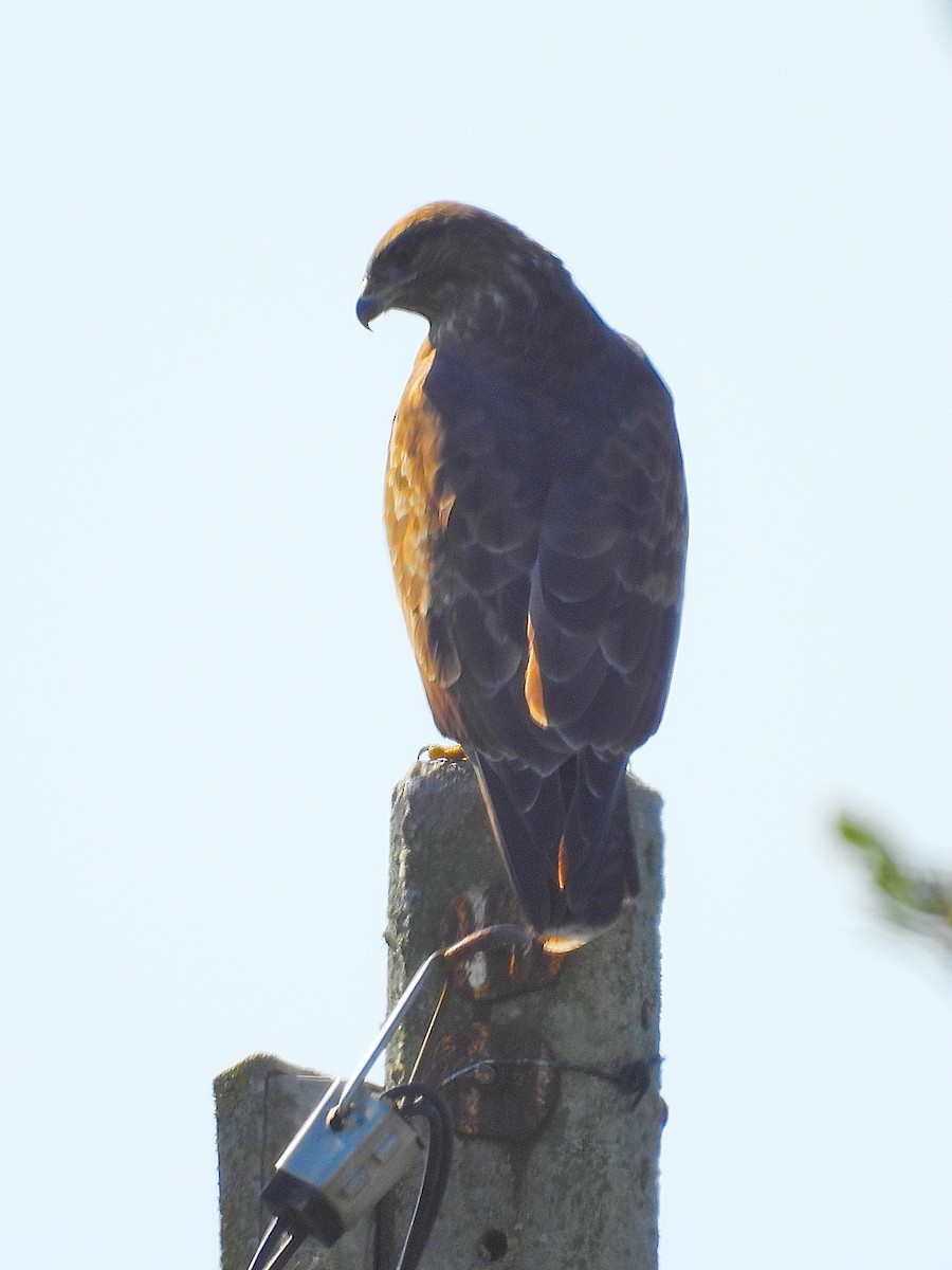 Common Buzzard - ML609572234