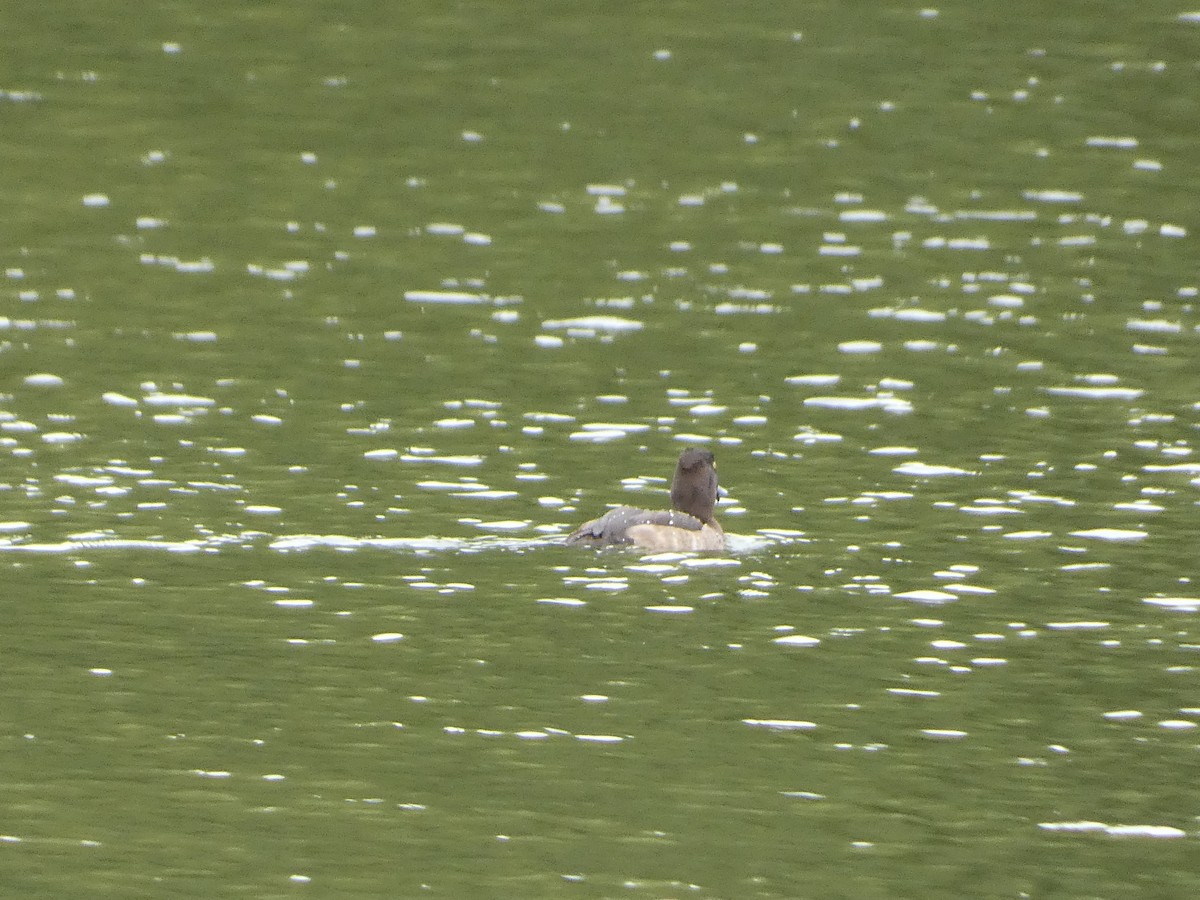 Tufted Duck - ML609572236