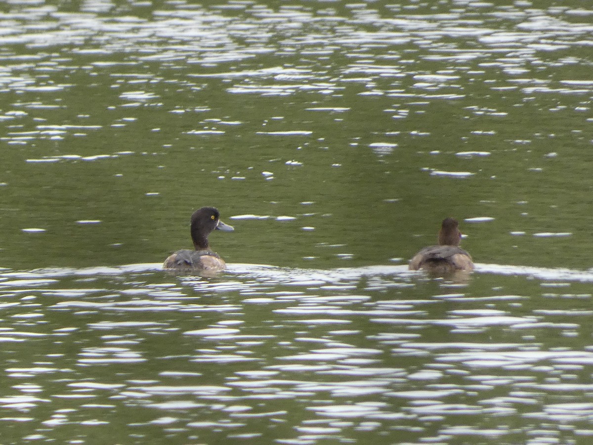 Tufted Duck - ML609572237