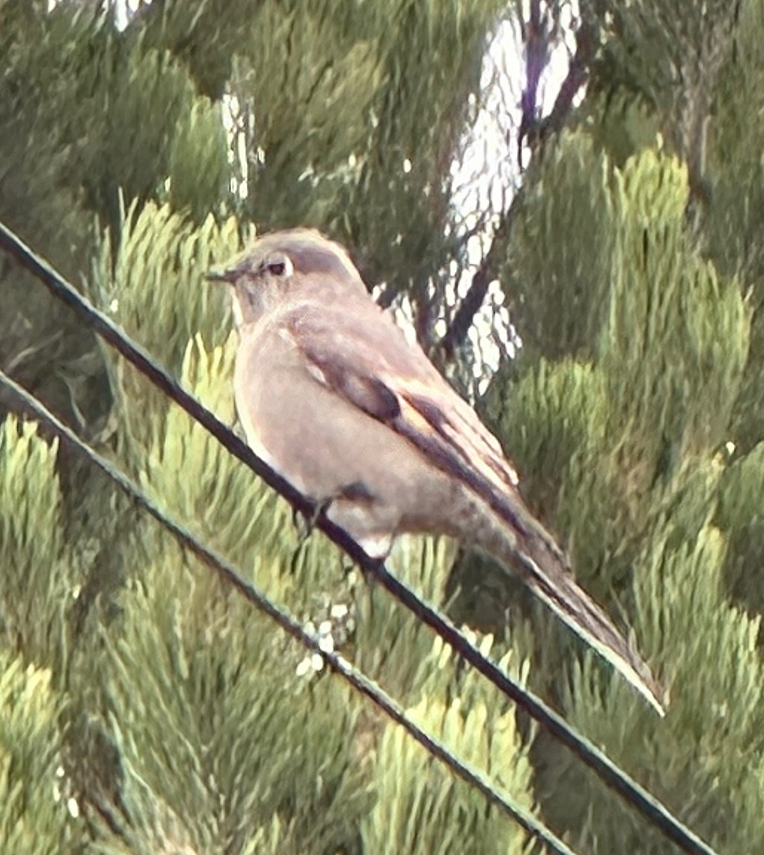 Townsend's Solitaire - ML609572375