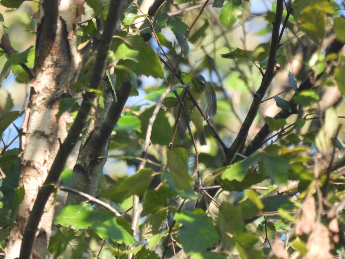 Philadelphia Vireo - Matthew Brown