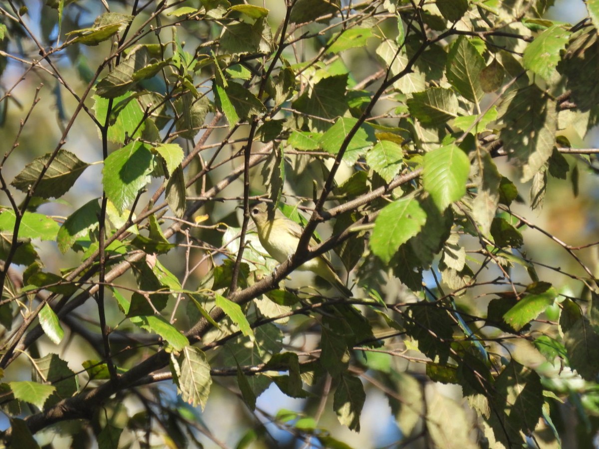 Philadelphia Vireo - Matthew Brown