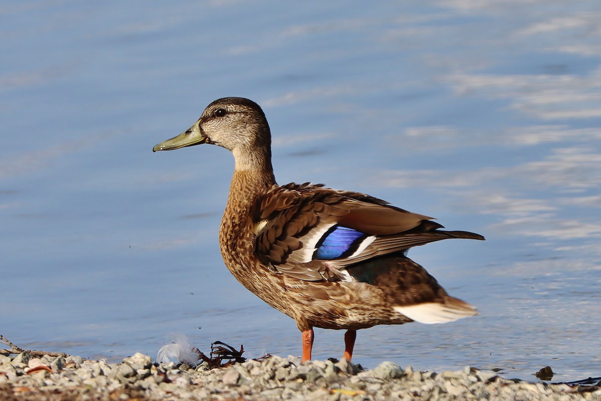 Mallard - ML609572569