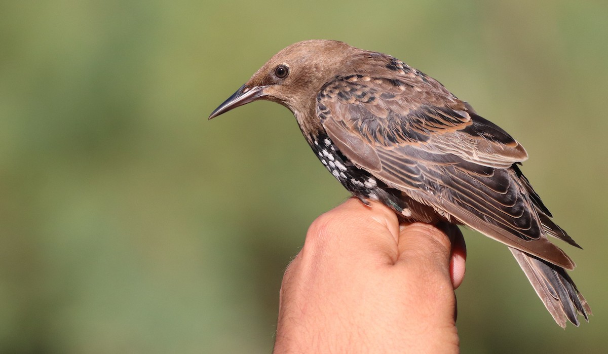 European Starling - ML609572572