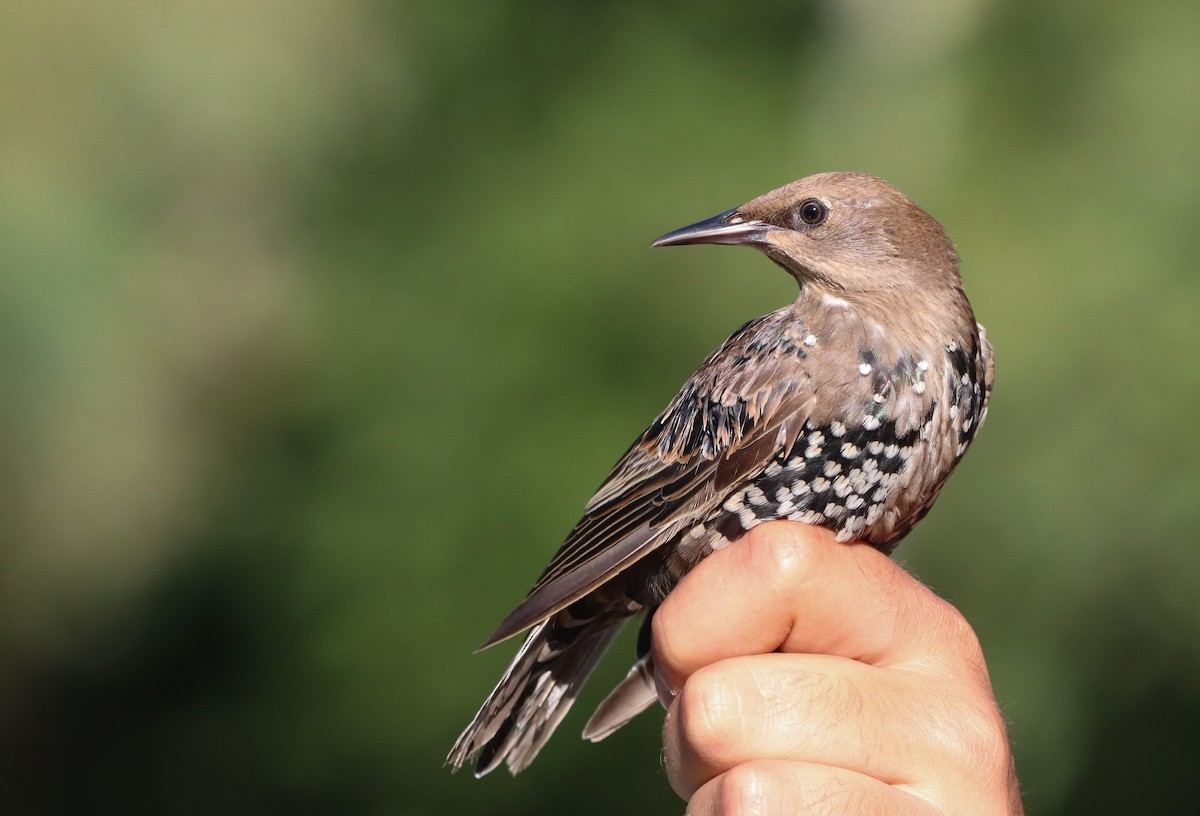 European Starling - ML609572573