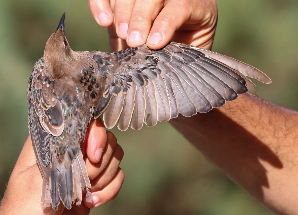 European Starling - ML609572574