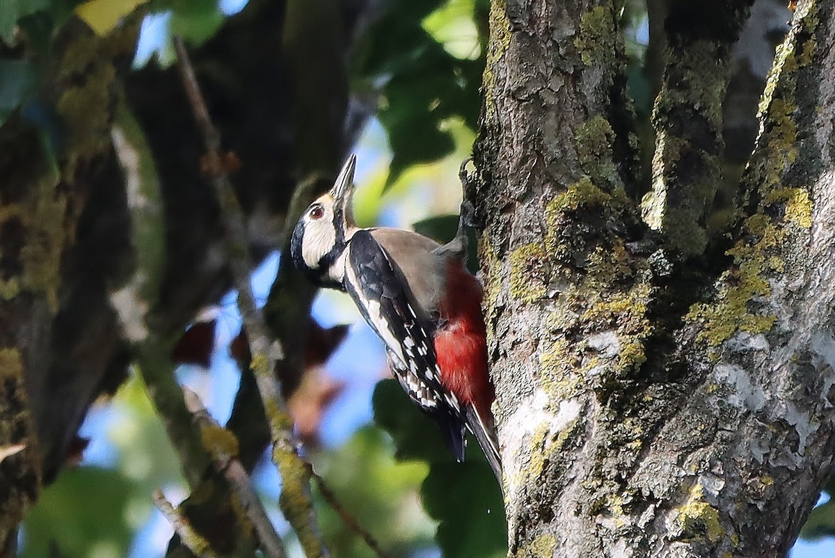 Great Spotted Woodpecker - ML609572582