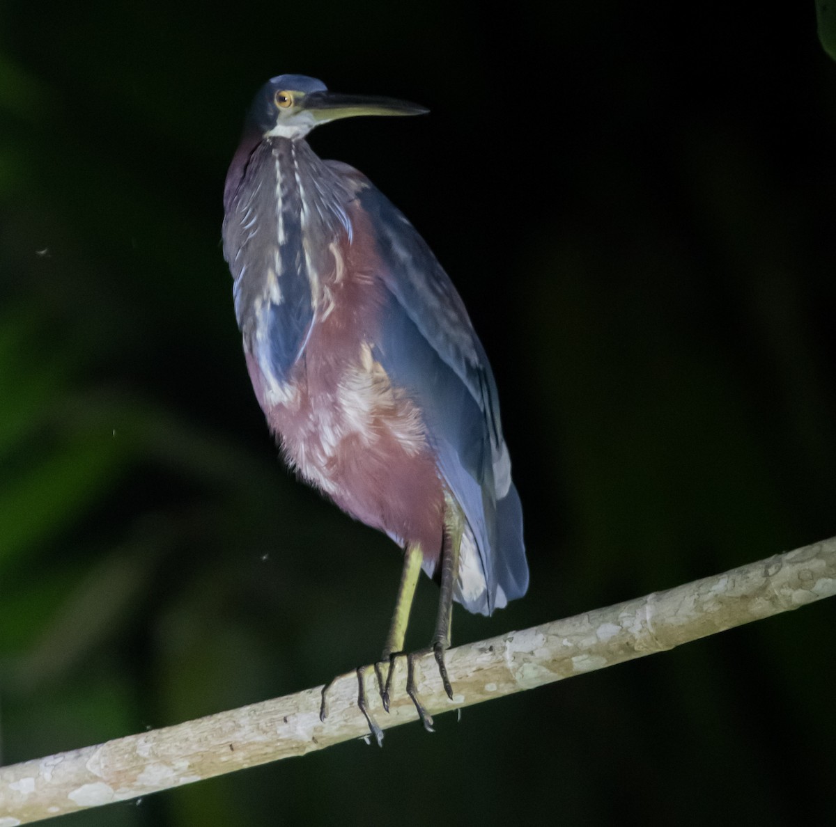 Agami Heron - ML609572601