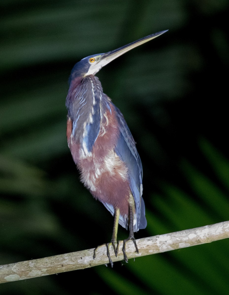 Agami Heron - ML609572602