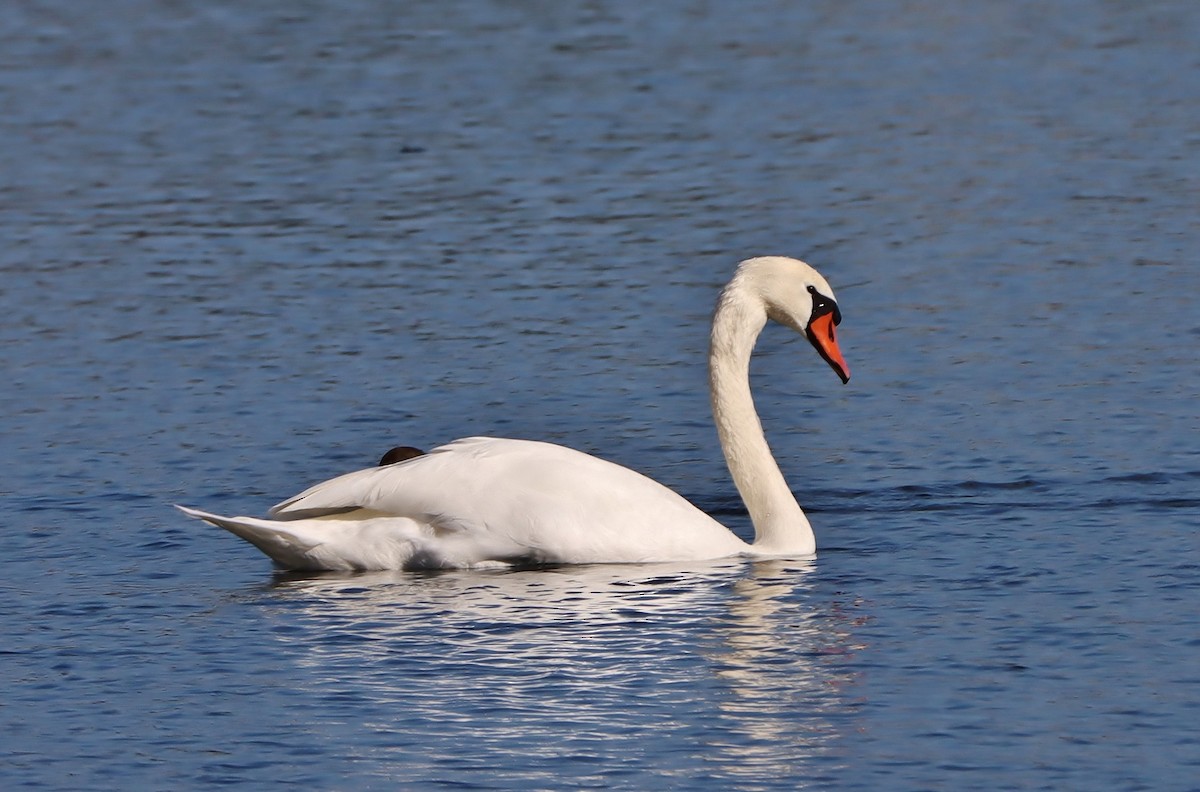 Mute Swan - ML609572611