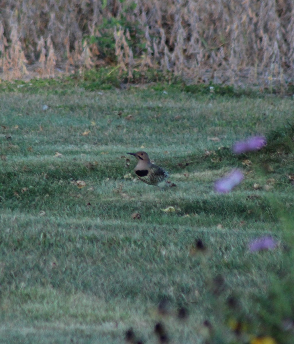 Northern Flicker - ML609572665