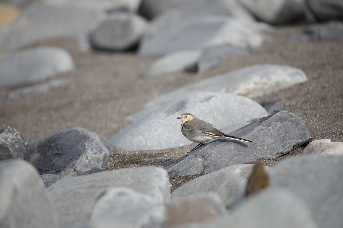 White Wagtail - ML609572761