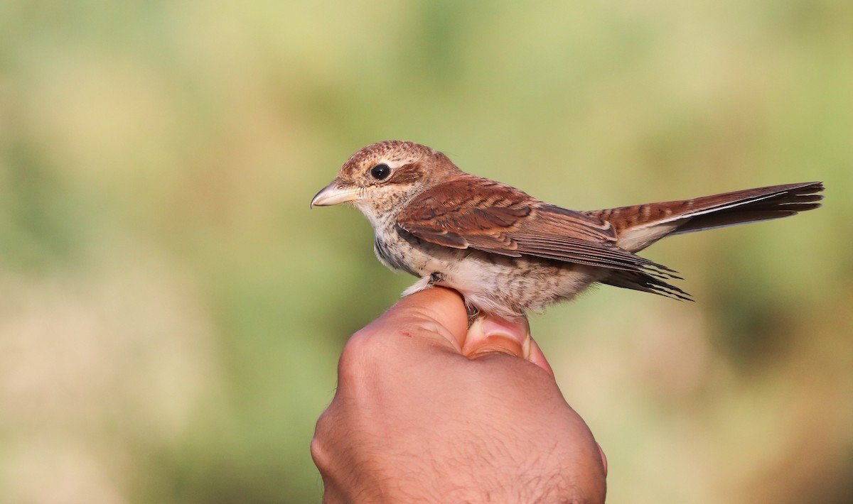 Red-backed Shrike - ML609572940