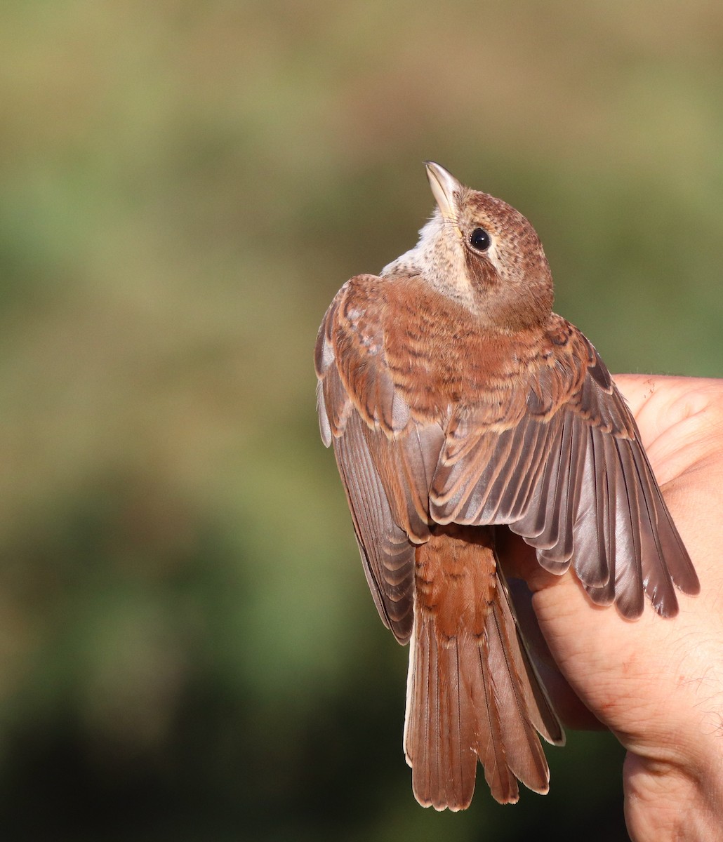 Red-backed Shrike - ML609572941