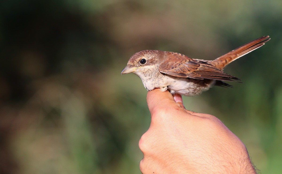 Red-backed Shrike - ML609572943