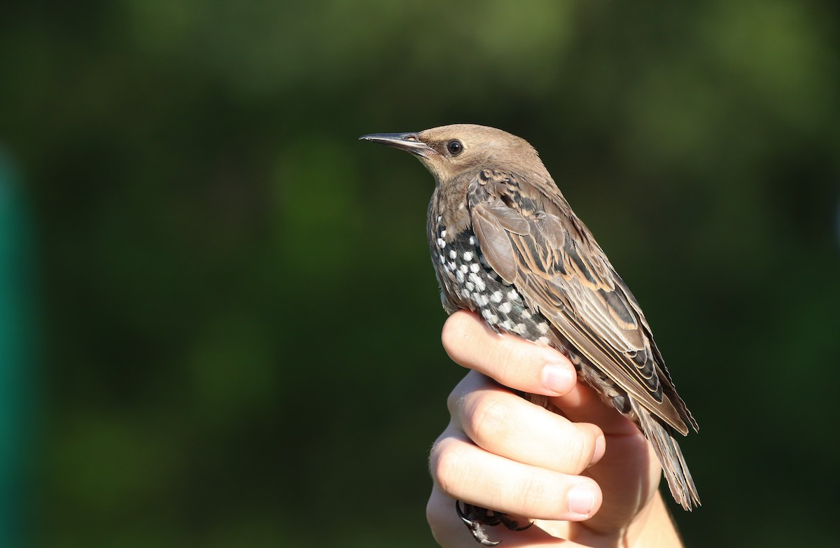 European Starling - ML609572949