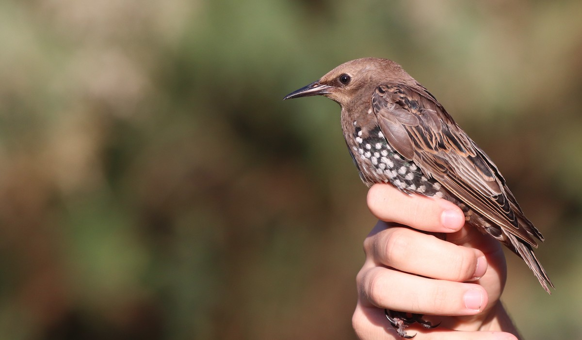 European Starling - ML609572950