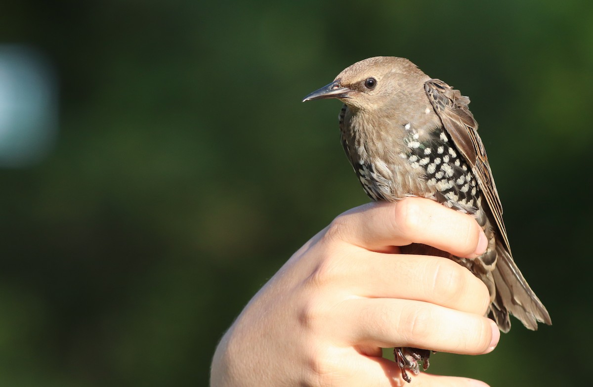 European Starling - ML609572954