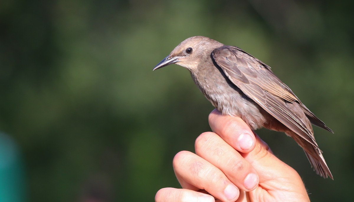 European Starling - ML609572957