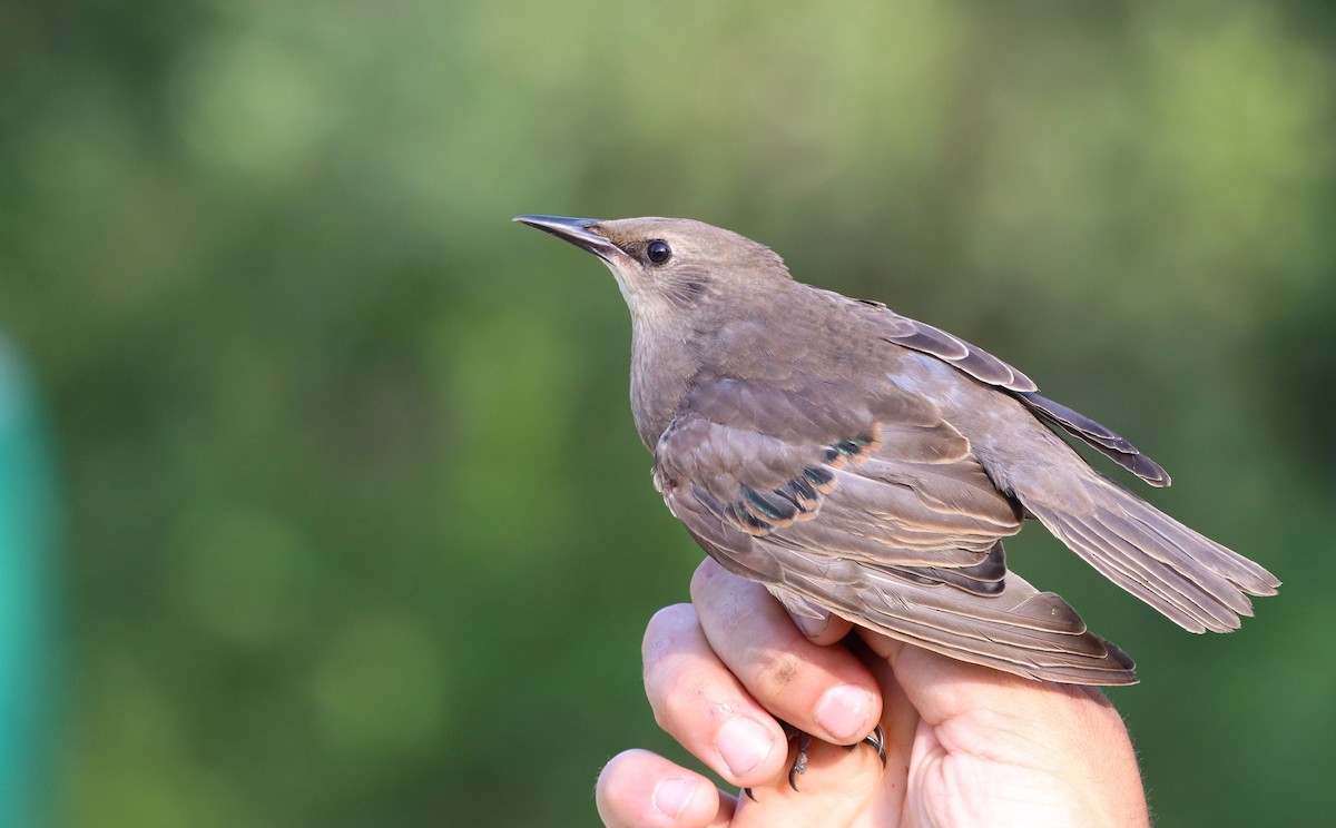 European Starling - ML609572958