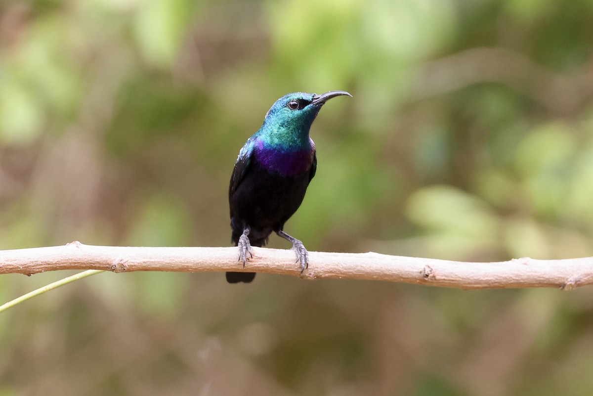 Violet-breasted Sunbird - Jonathan Slifkin