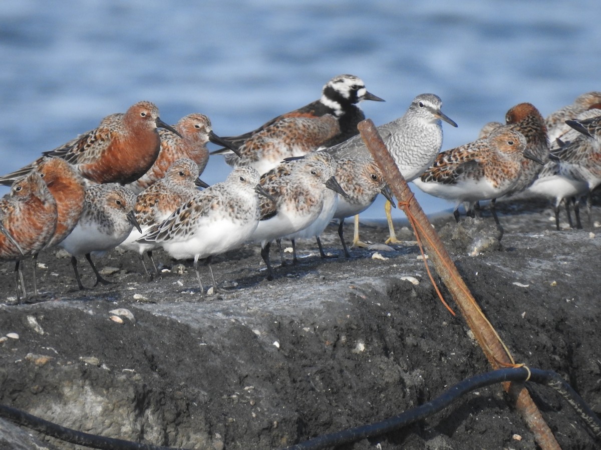 Curlew Sandpiper - Ryan Nieh