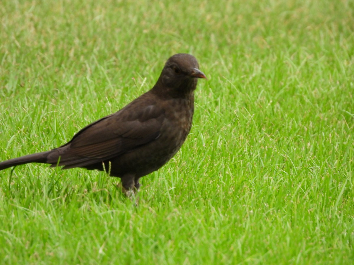 Eurasian Blackbird - ML609573026