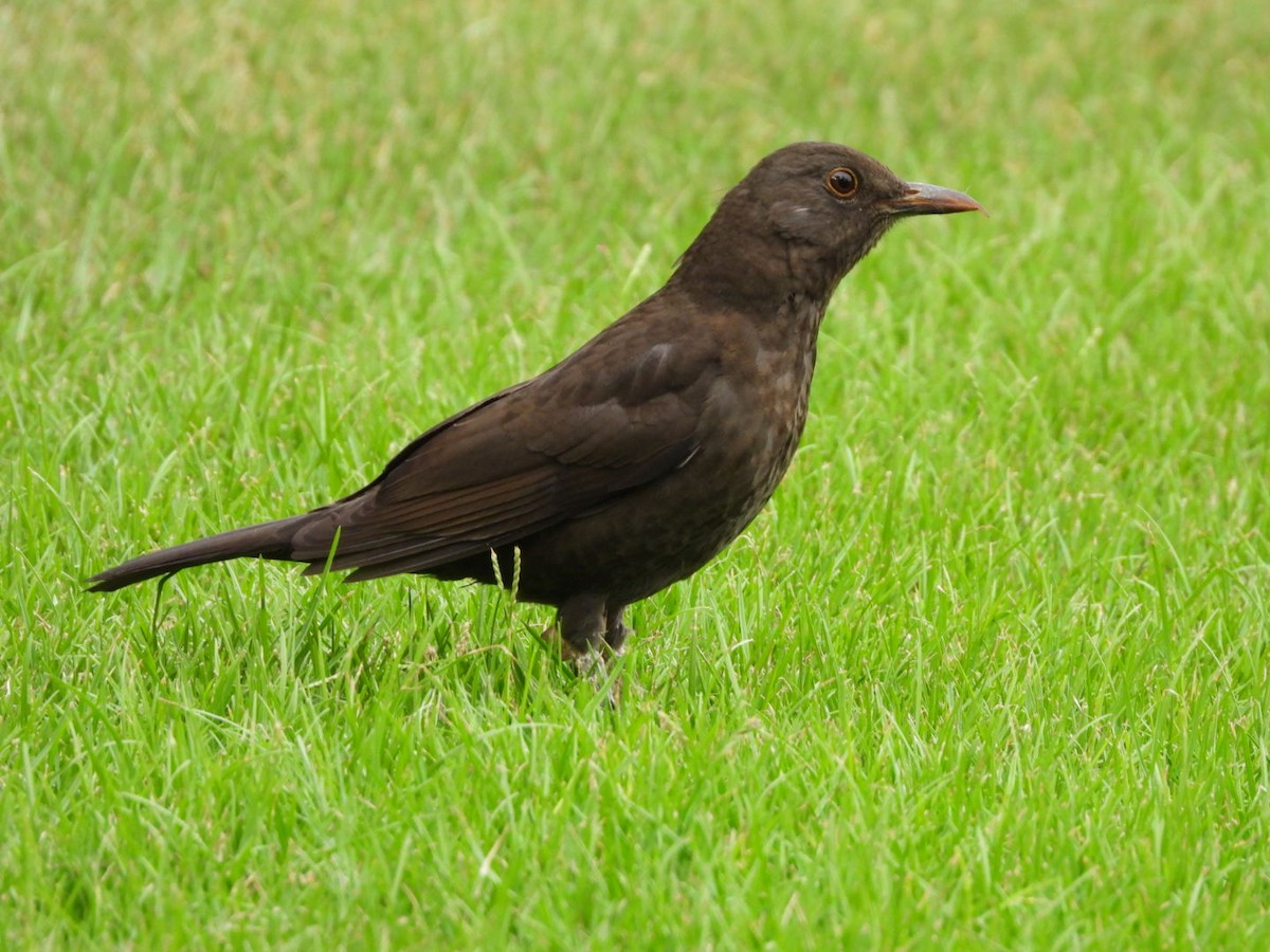 Eurasian Blackbird - ML609573029