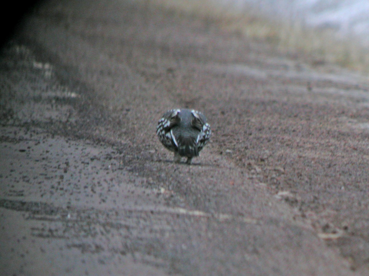 Spruce Grouse - ML609573042